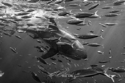 Lucy the Great White shark after a breach in Isla Guadalupe by Michael Makara 